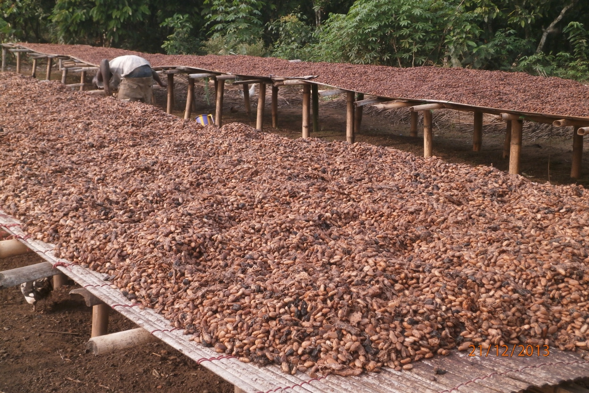 Cocoa beans drying on raised wooden racks