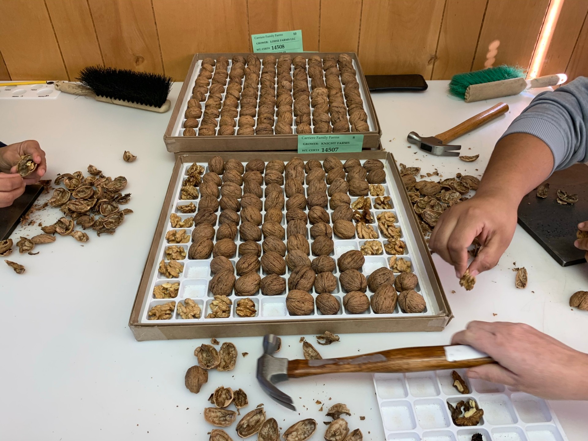 Walnut quality grading trays