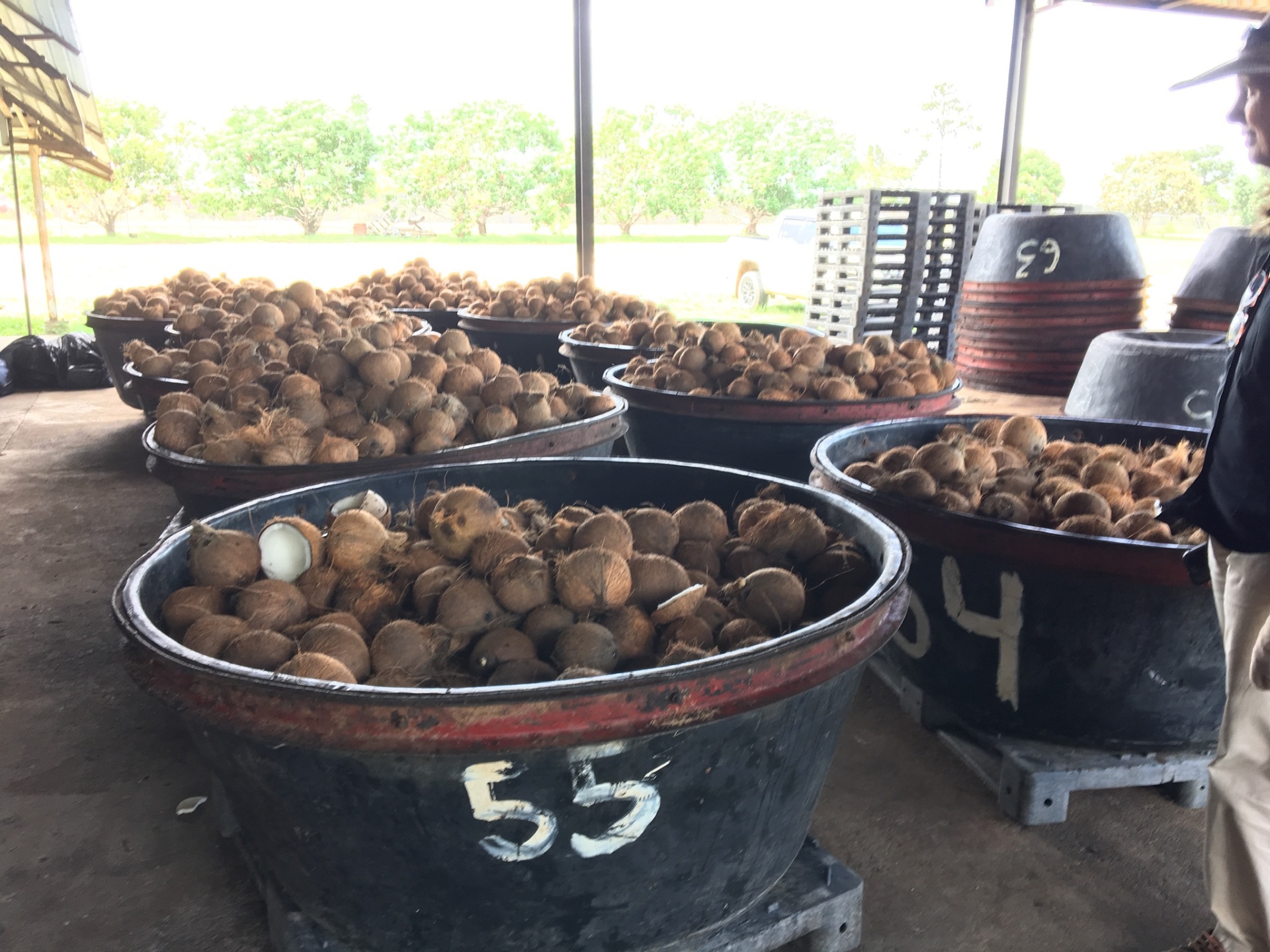 Coconuts sorted in bins in Southeast Asia